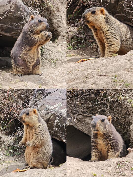 我在甲根坝看到了土拨鼠啦！来看看你的？
