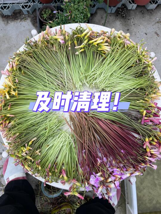 雨后的酢浆草一定要及时清理