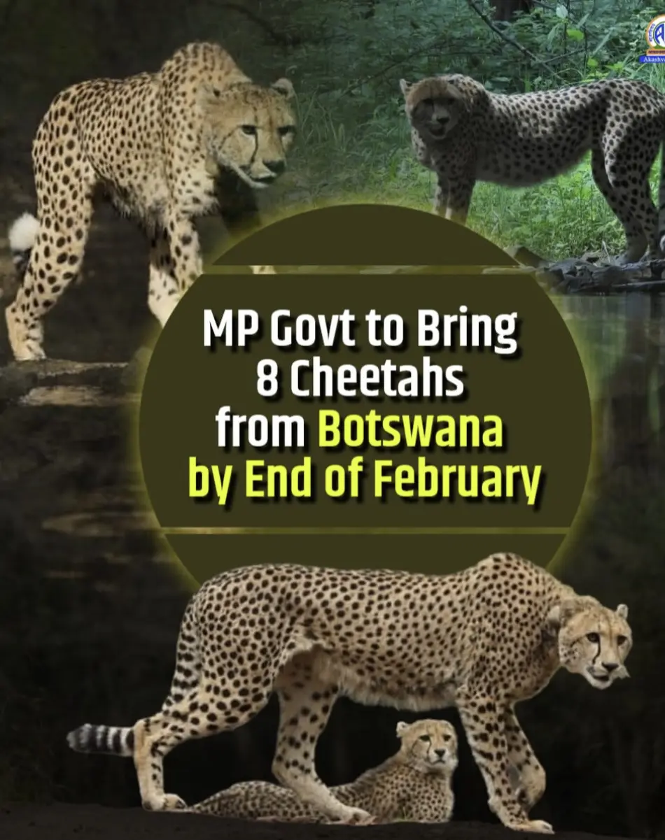 中央邦政府将再次于2月底前从博茨瓦纳。引入8只猎豹 博茨瓦纳是全球猎豹...