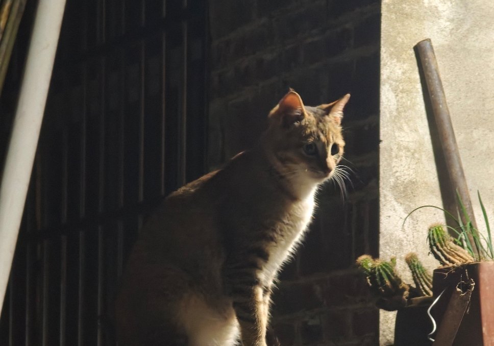 此刻的夜晚，正是虫鸣最盛的时节。窗外传来一阵阵细碎又温柔的声响，不知名的小虫在夜