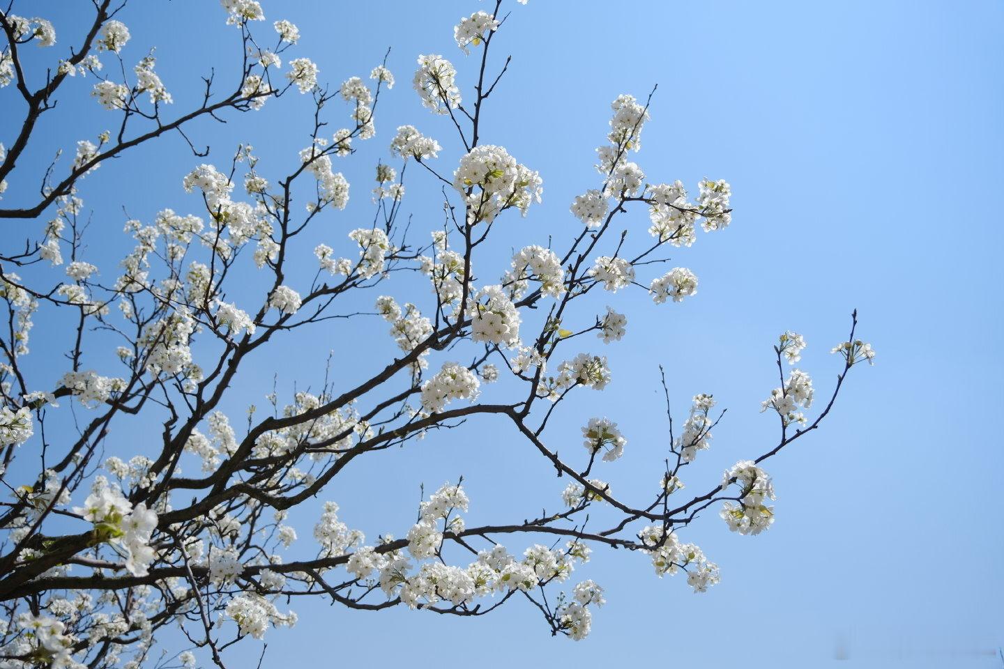 风起云南个旧梨花美成诗云南个旧的梨花盛开时，漫山遍野如雪般洁白的花朵，不仅美化了