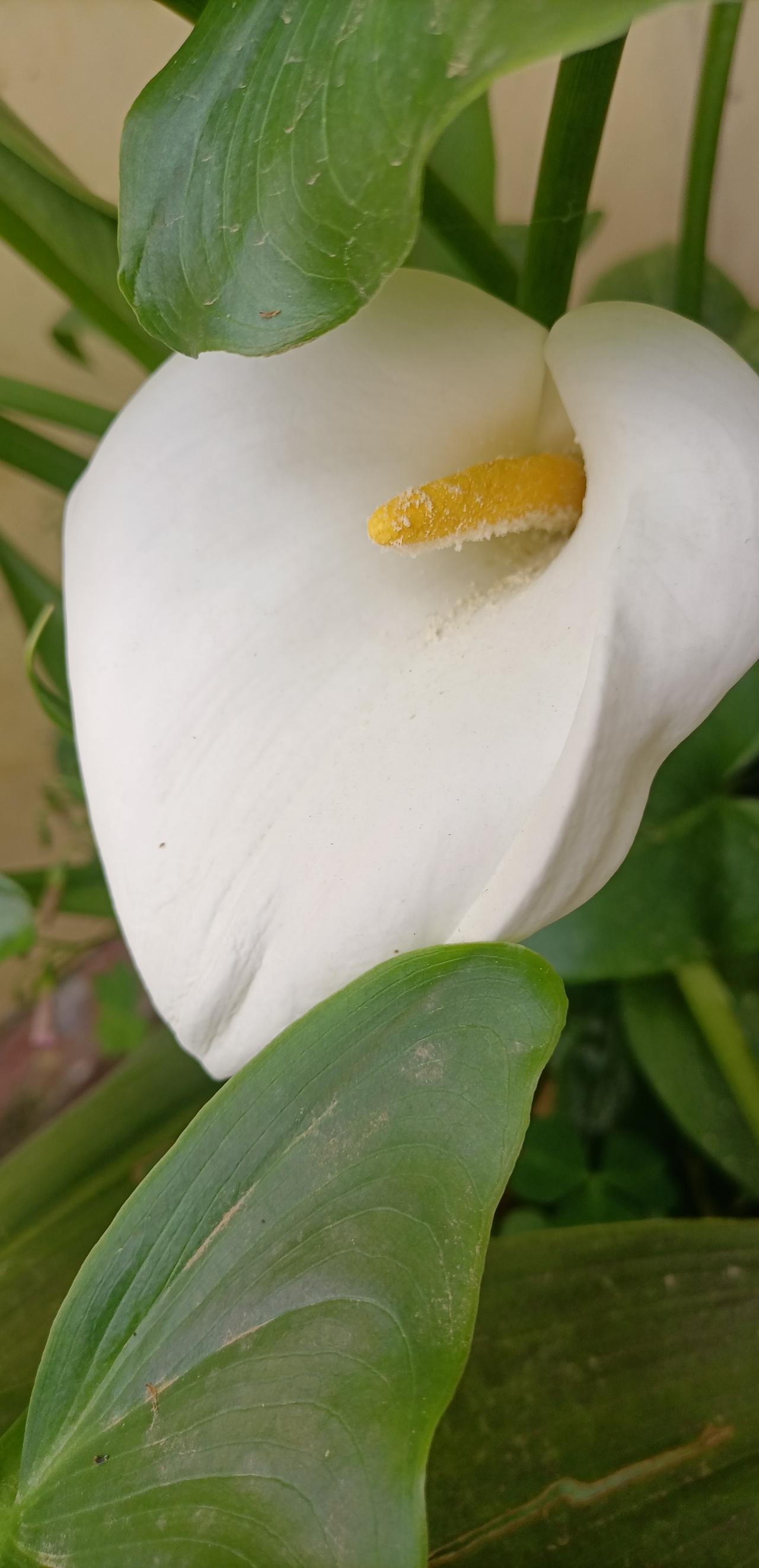 【春之韵·追随内心的召唤】春日生活打卡季

我们应该像美丽高雅的马蹄莲一样，追随