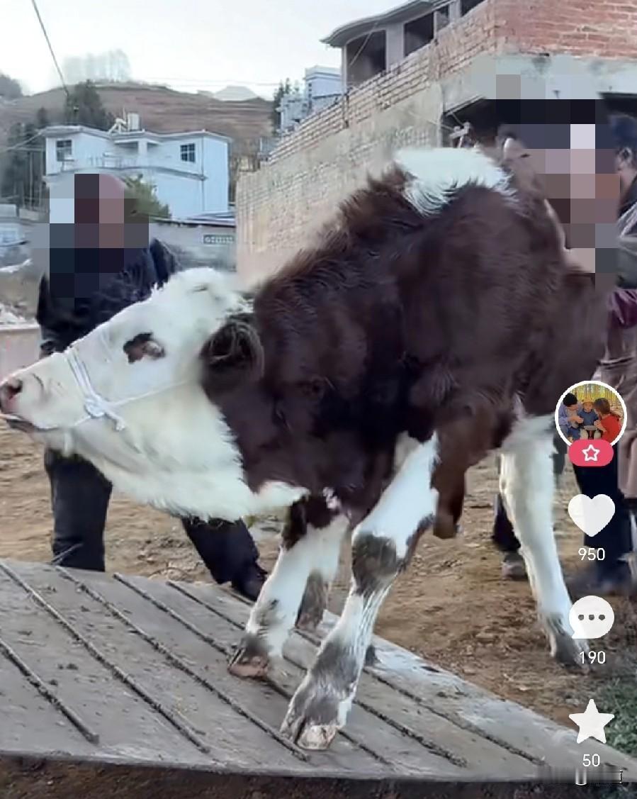看到一养牛的农户买小牛。小牛还没断奶呢，一直都生活在妈妈身边。
但自己也会吃草了
