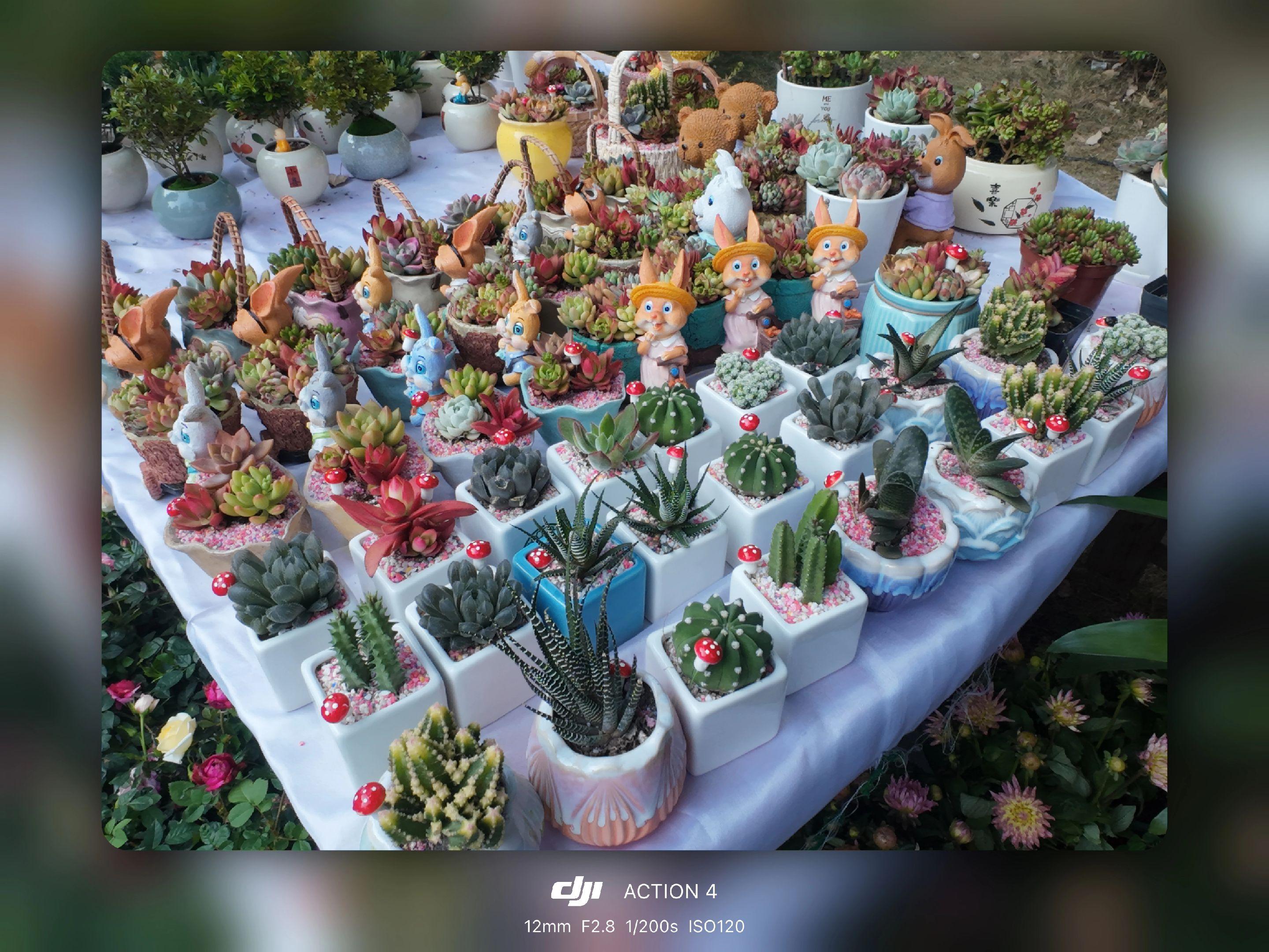 大疆action4随手拍。我拿相机📷和手机📱拍花市就没人看，但是拿...