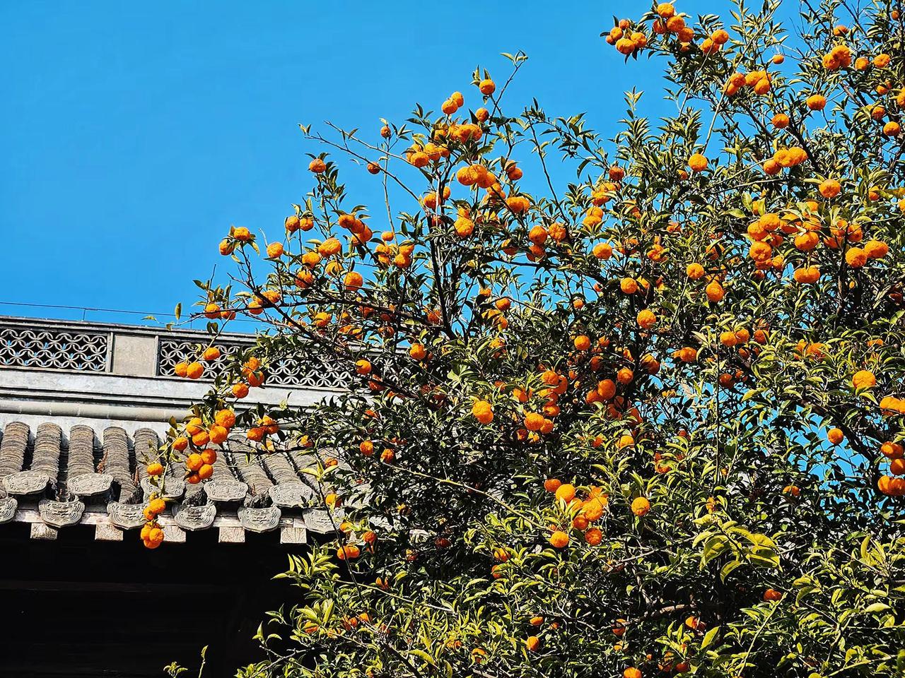 把这一树的金黄，都揉进春天的信封里。