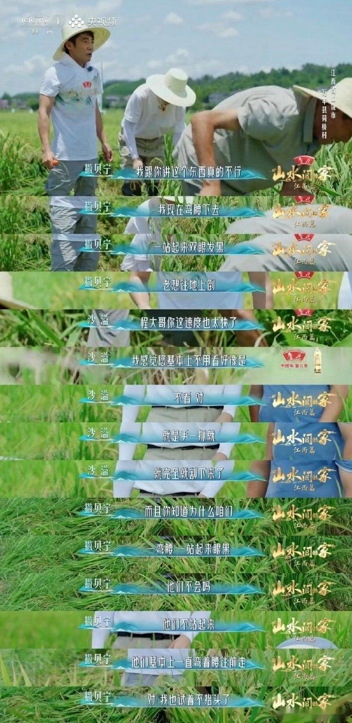撒贝宁沙溢央视割水稻初体验撒贝宁沙溢割稻是真下泥地央视节目《山水人间》播出片段，
