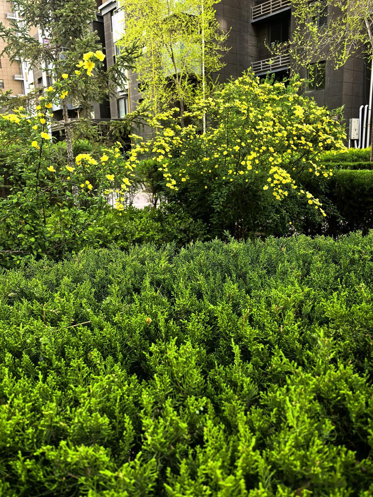 春日生活打卡季风软云轻，满目葱绿漫过心头，偷得半日清闲，放下匆忙，让身心在悠然里