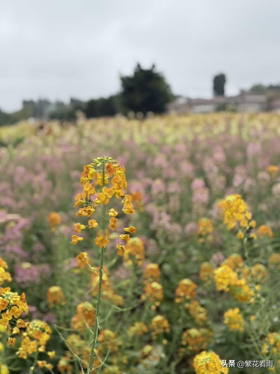 生活是一场马拉松，周一便是崭新起跑线。愿你带着春日的生机与活力，以积极心态面对工