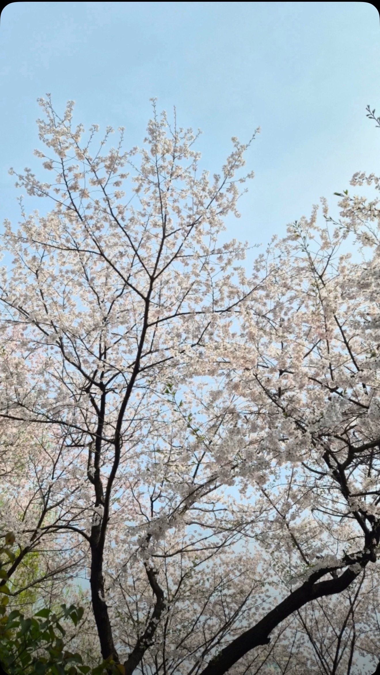 wvs moment🌸 和🧁一起～ 