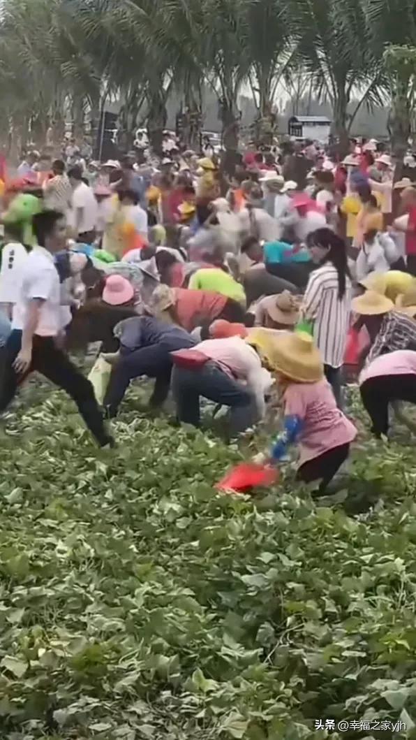 都不要脸了，不捡花生了，直接动手抢了，辛辛苦苦种的花生，人家回家吃饭的功夫，就抢
