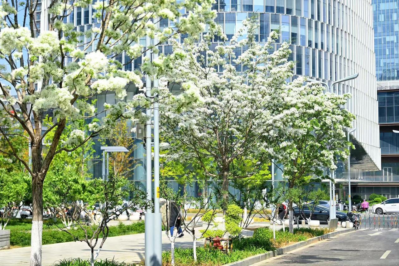 4月14日，在济南中央商务区荷花湖东侧，道路两旁种植的流苏树已迎来盛花期，如覆春