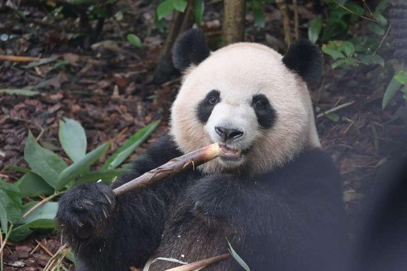 日本仅有的两只大熊猫即将被送回中国，上一批已经送回四只，这样一来，日本国内一只大