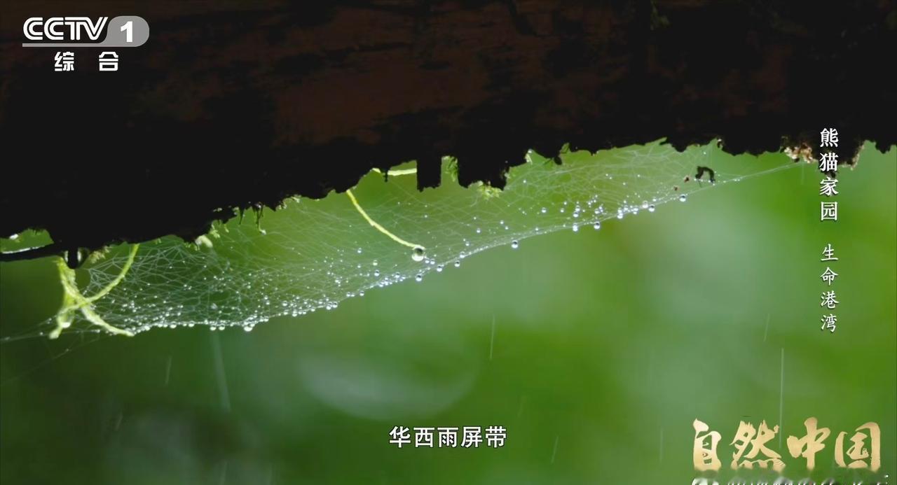 水汽抬升、冷却凝结、云海翻涌。四川的山顶有个看不见的“水龙头”，年复一年拧开12