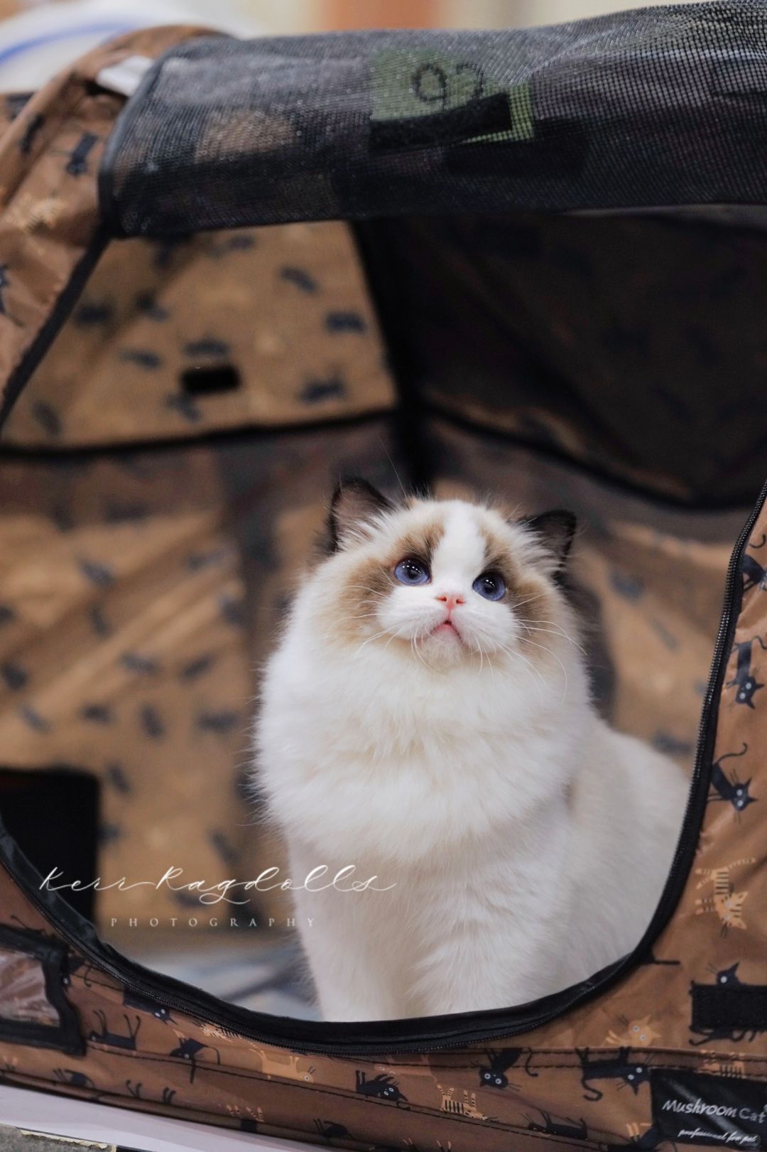 KERR布偶猫｜这个版型太好看了❤️
