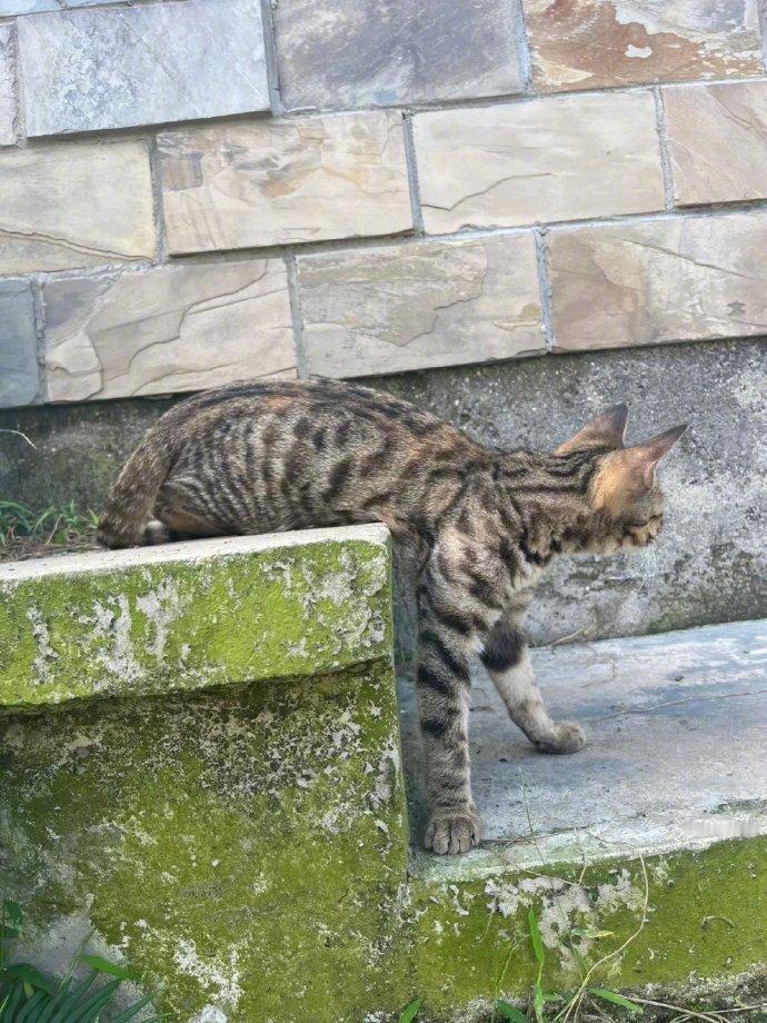 众所周知小猫是液体做的 