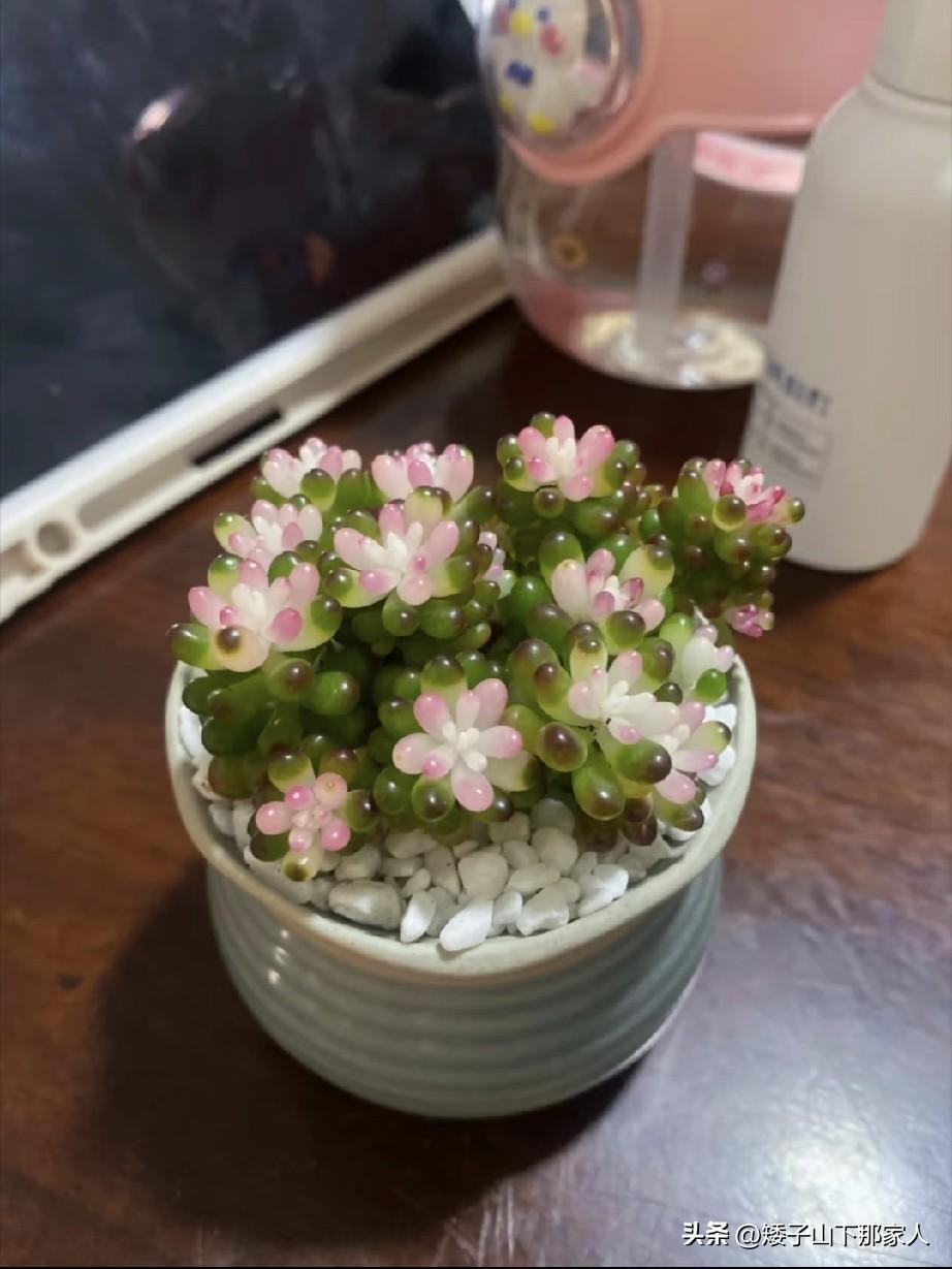 这一盆植物我还没见过，真好看，亮晶晶的