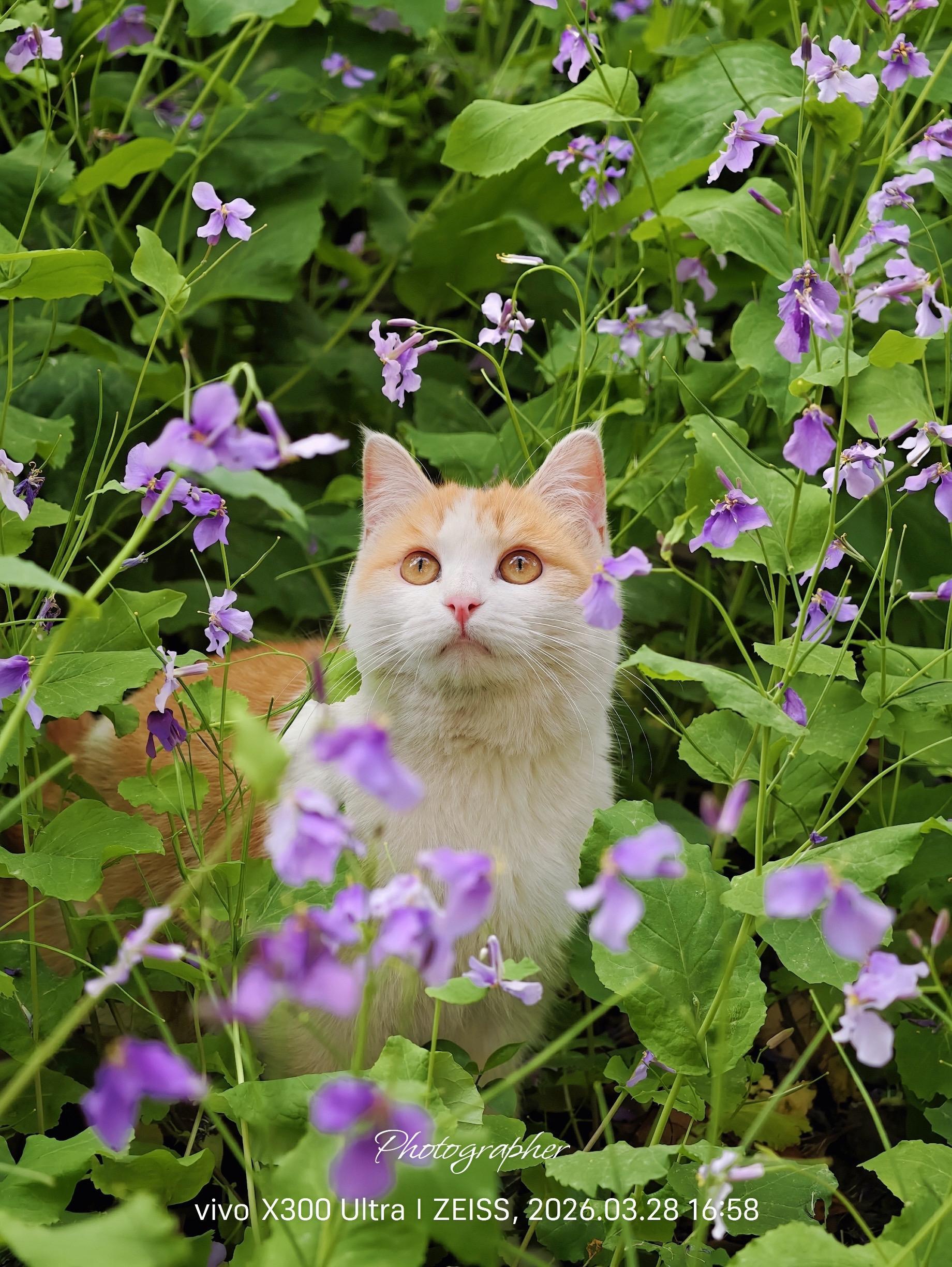 比春色更美的：当春花遇上猫。可惜各地花期都短，所以最近一周赶了北京、运...