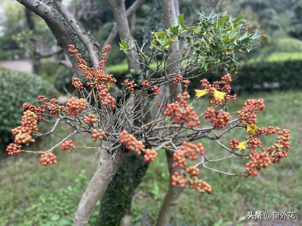 随手拍下的枸骨。前日清晨，我去往一处植物园，偶遇这株枸骨树，便随手定格下这帧画面