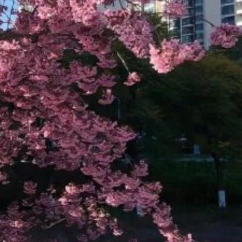 其形也，翩若惊鸿，婉若游龙。荣曜秋菊，华茂春松。仿佛兮若轻云之蔽月，飘飘兮若流风