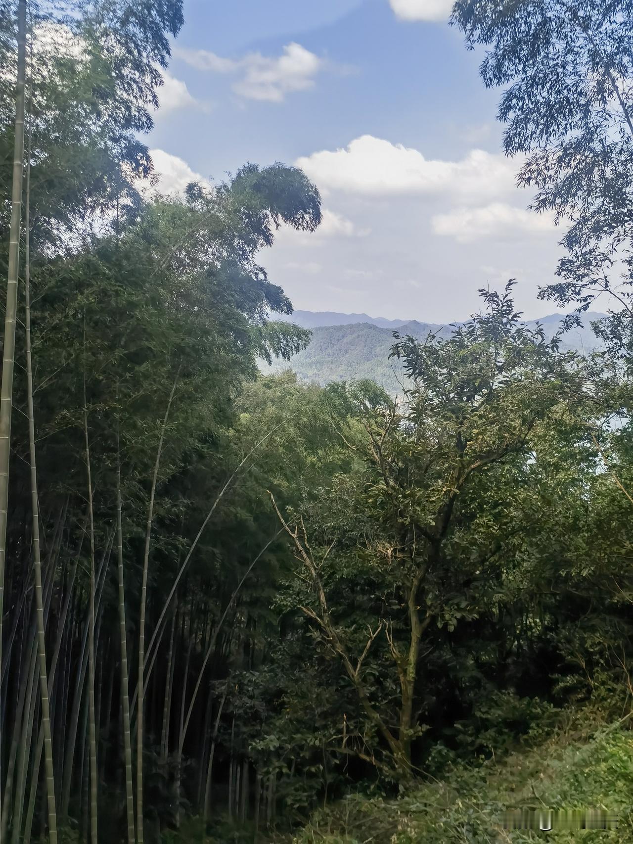 七绝·竹（通韵）
龙鳞蜕甲扫尘寥，刺破苍冥志未消。
莫道孤根甘寂寞，风吹野火更抽
