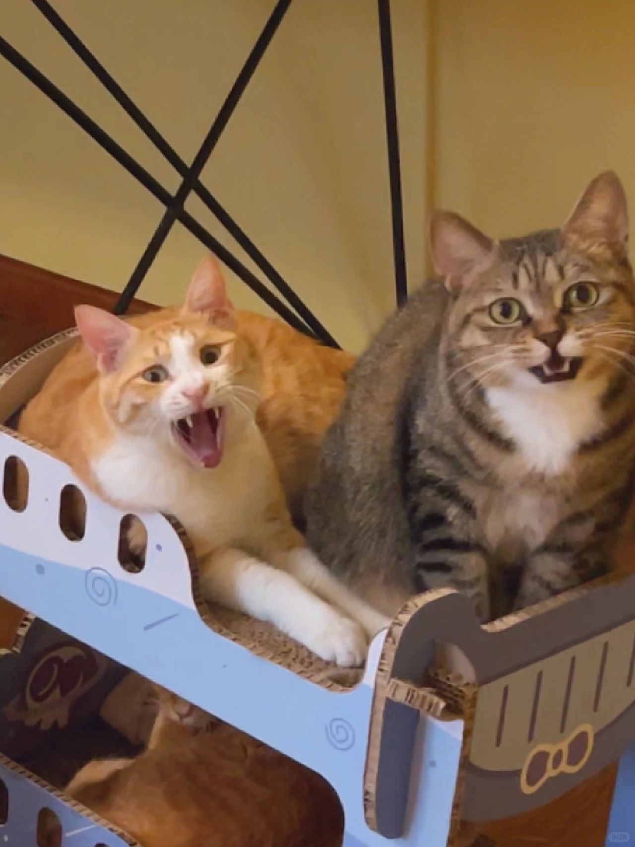 猫咖倒闭后两年·失业员工日常