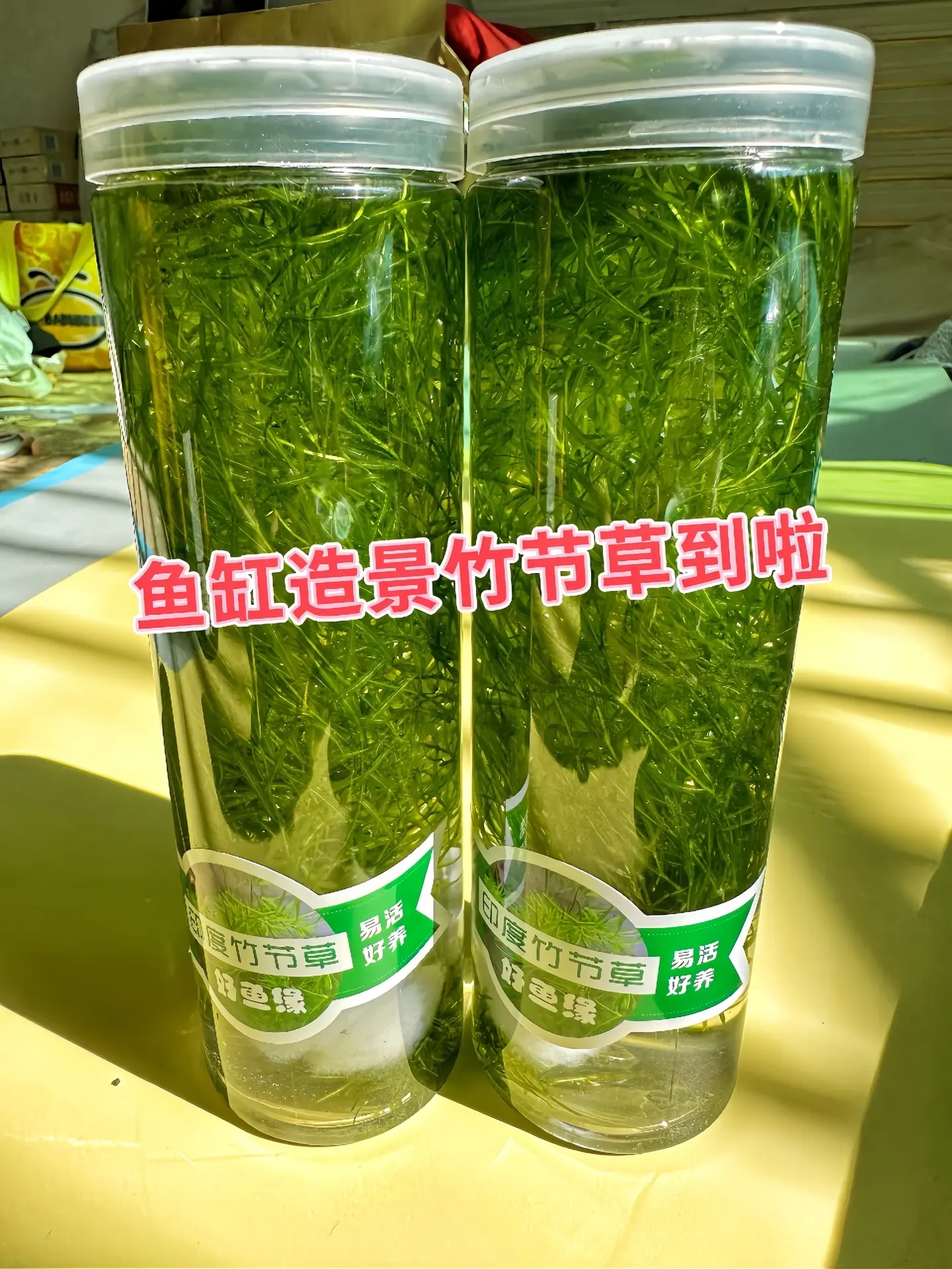 美化装饰：竹节草植株翠绿，茎节分明，在鱼缸中能形成自然美观的水草景观...