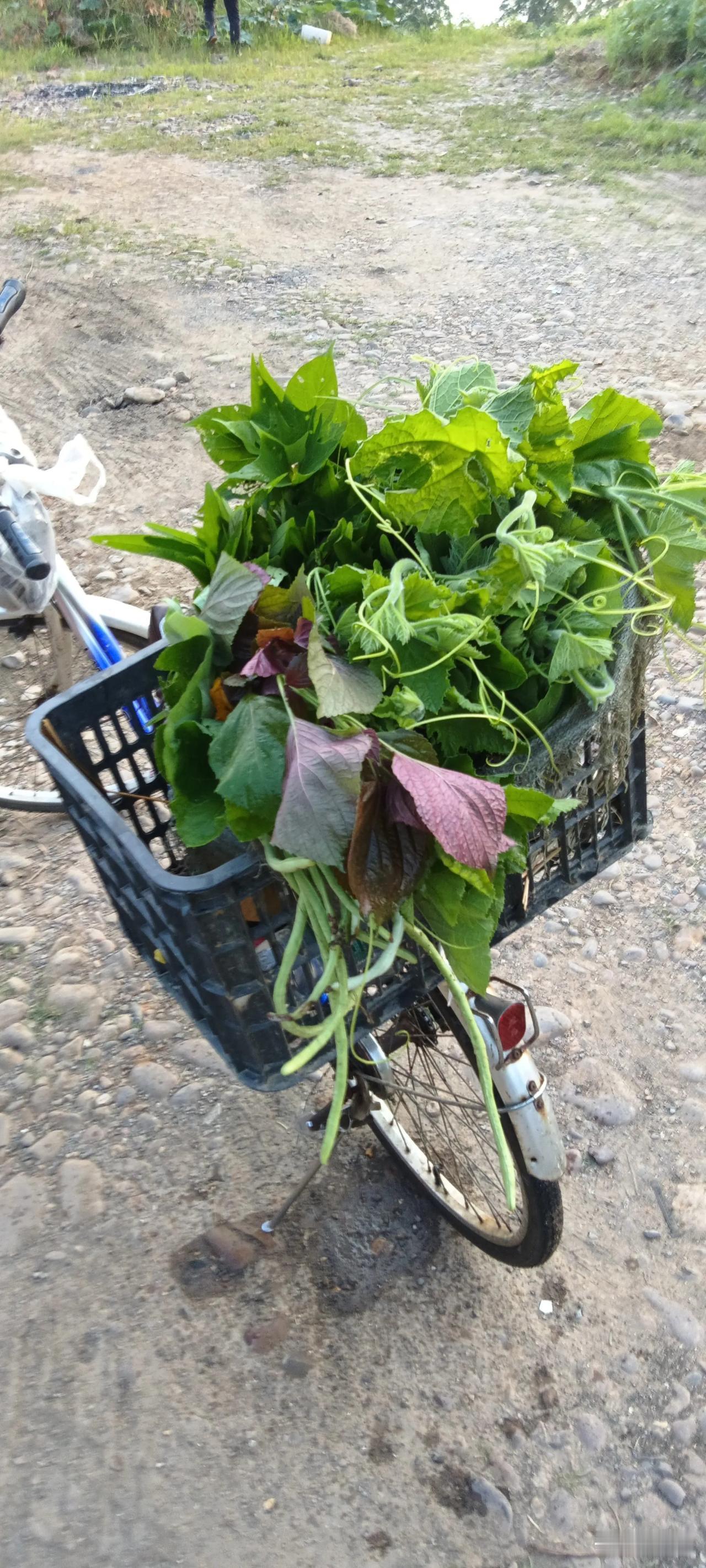 天天吃紫苏把它当油盐酱醋日常配料可行吗？个人观点
 
在我们南方乡土餐桌里，紫苏