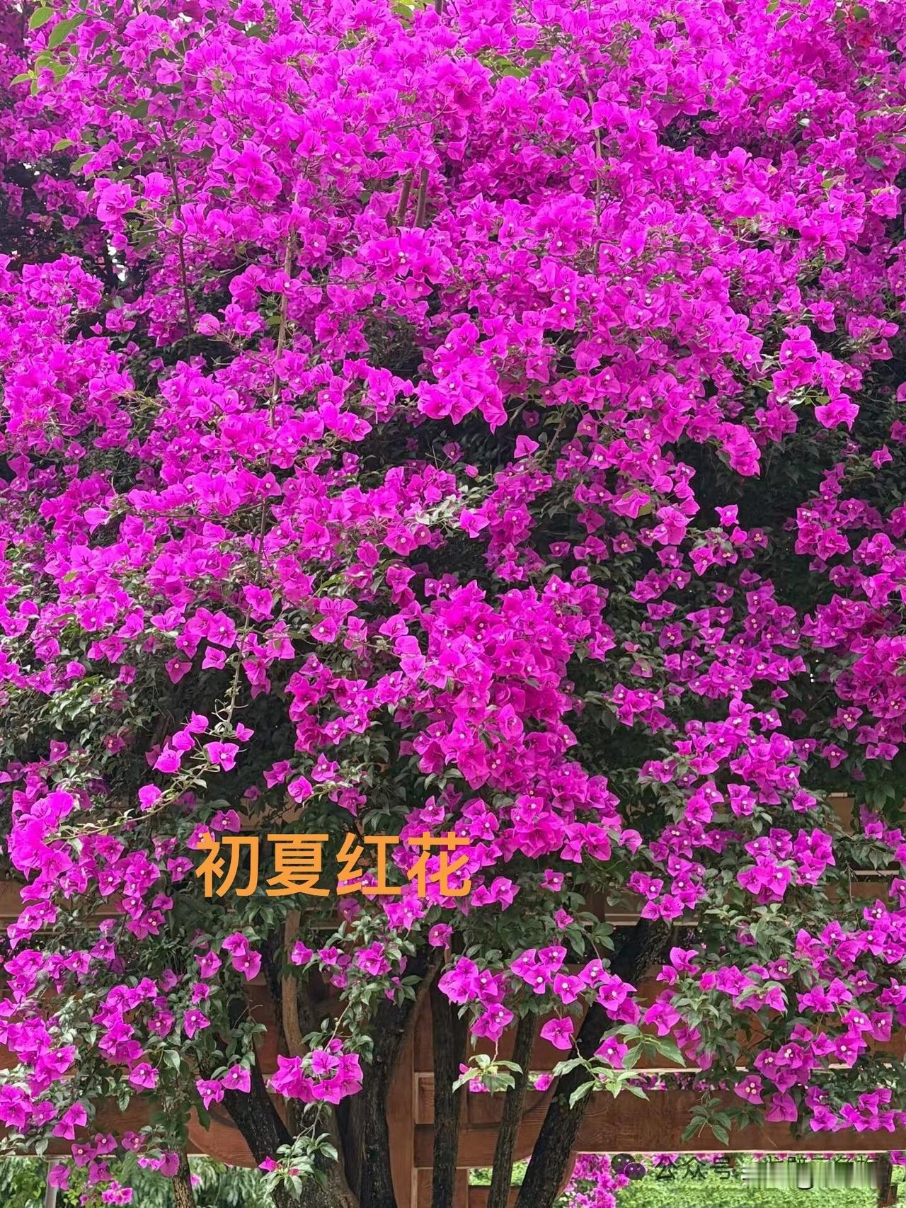 夏之花