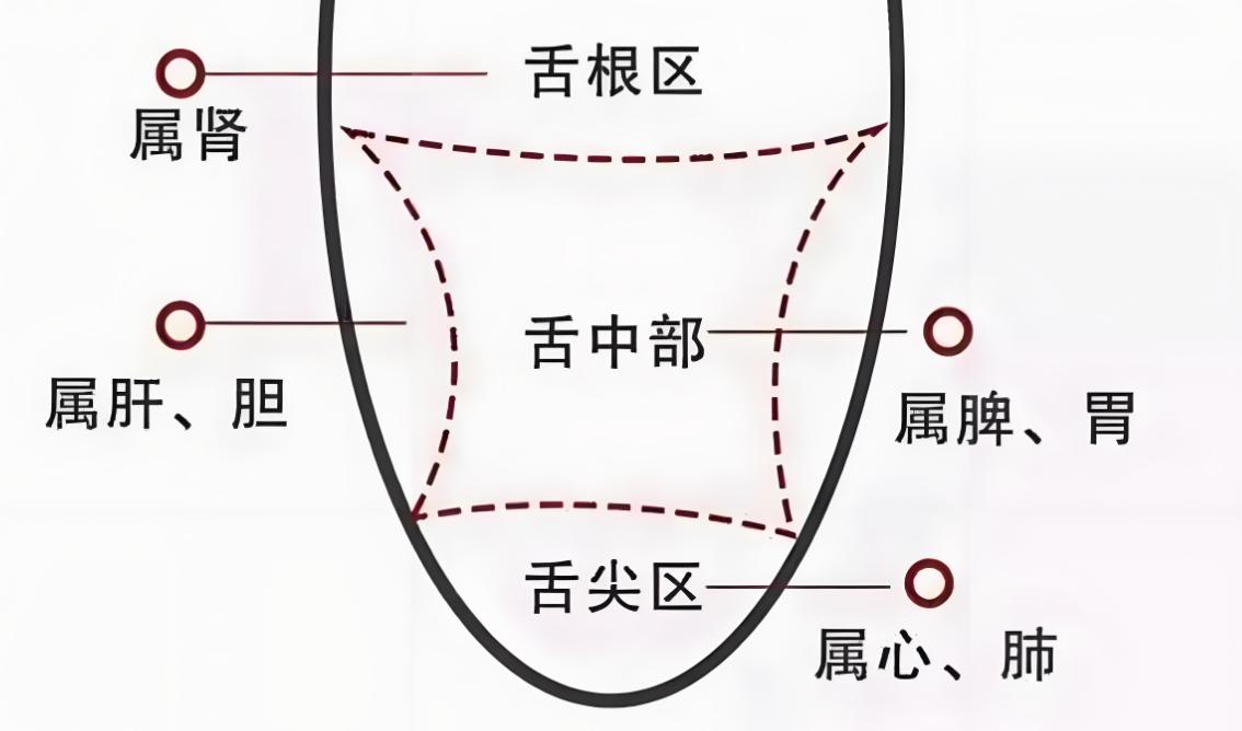 继续舌诊挑战！！

今天我来挑战看完88个舌象！

大家可以留下舌头照片，我来辨