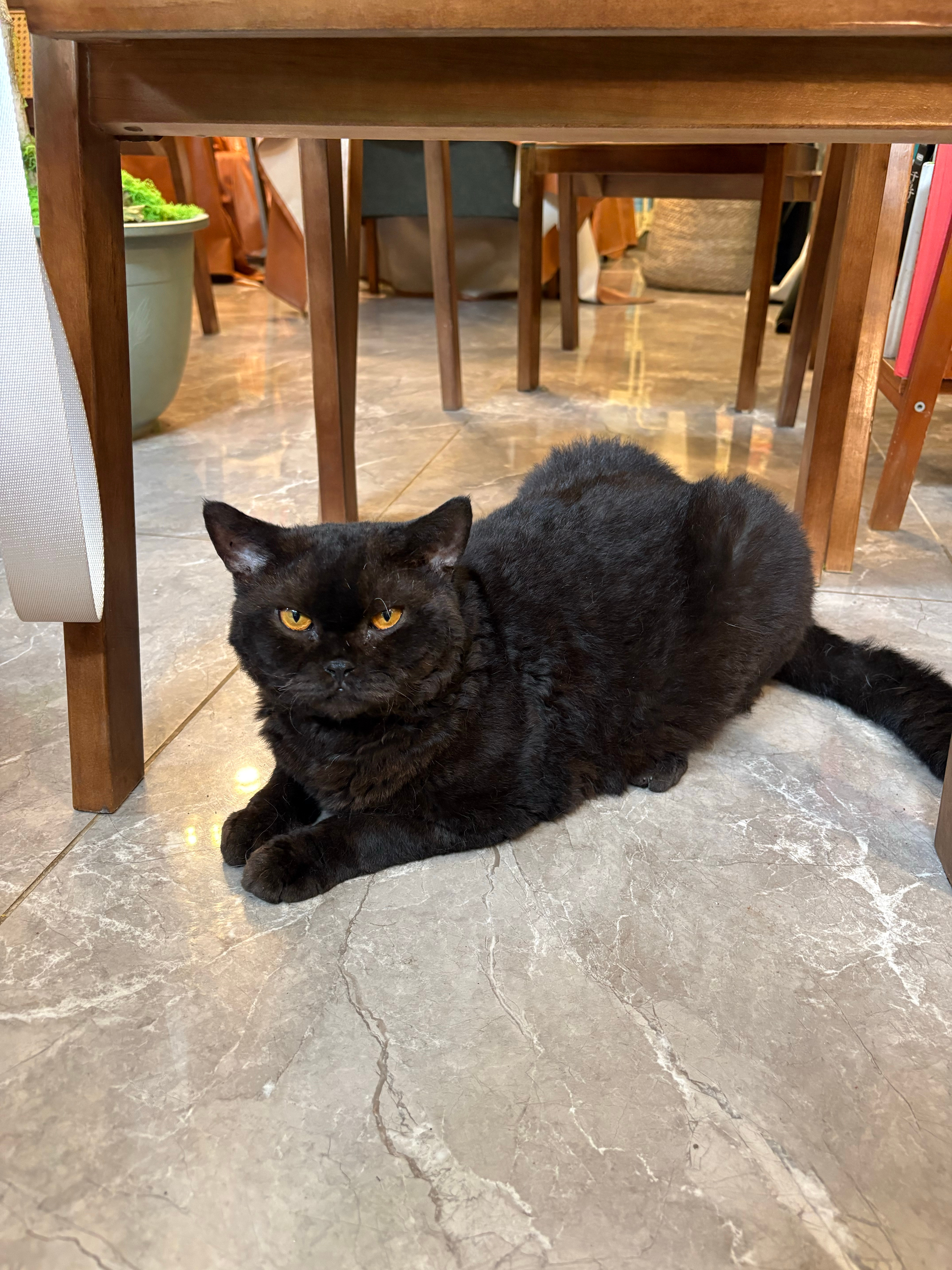 天天美食日记 撸猫 莆田