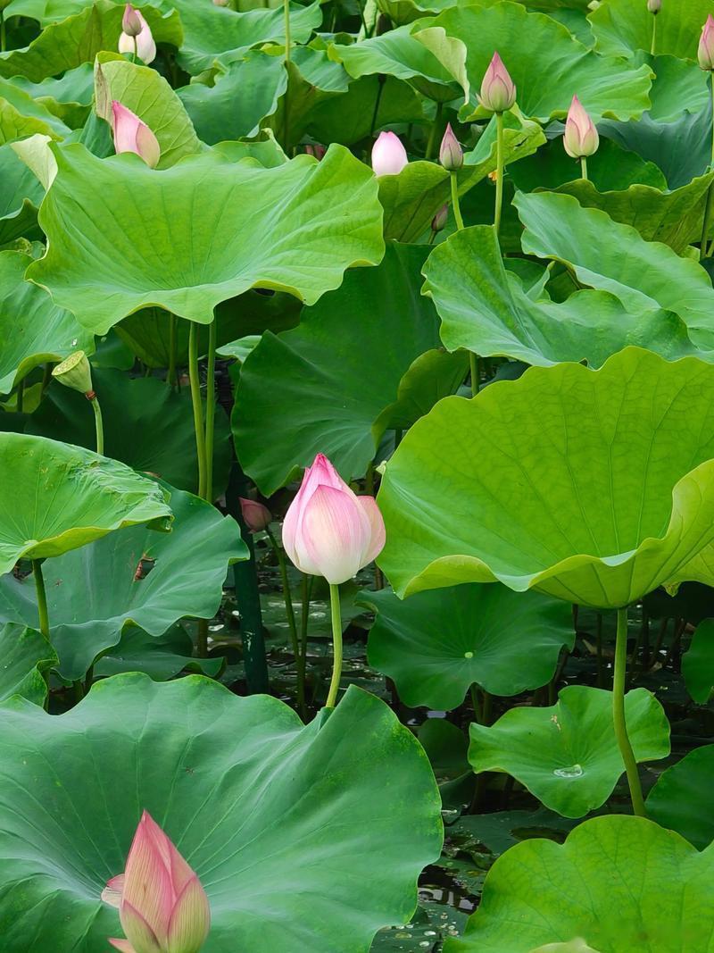 蝉鸣半夏光阴浅，荷风一院岁月长～寻美河南