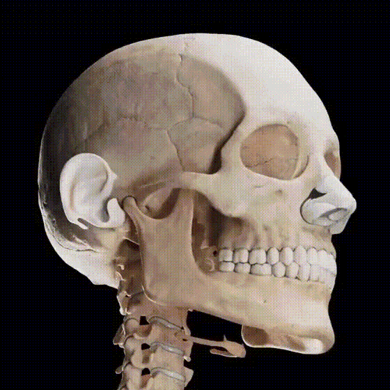 人类头骨中的所有骨头...