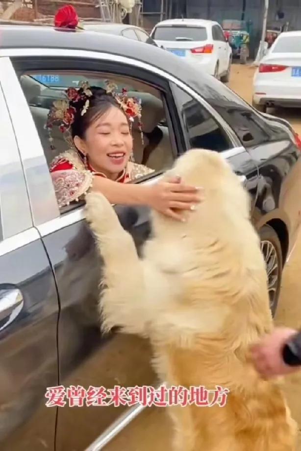 新娘出嫁，家里喂的狗狗依依不舍，那场面太感人了。
这只金毛发现女主人出嫁了，它依