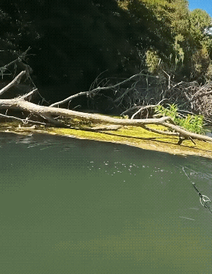 只有国外才有这样的鱼，我们国内野外哪有这么大的鱼，如果有都被抓完了！[捂脸]