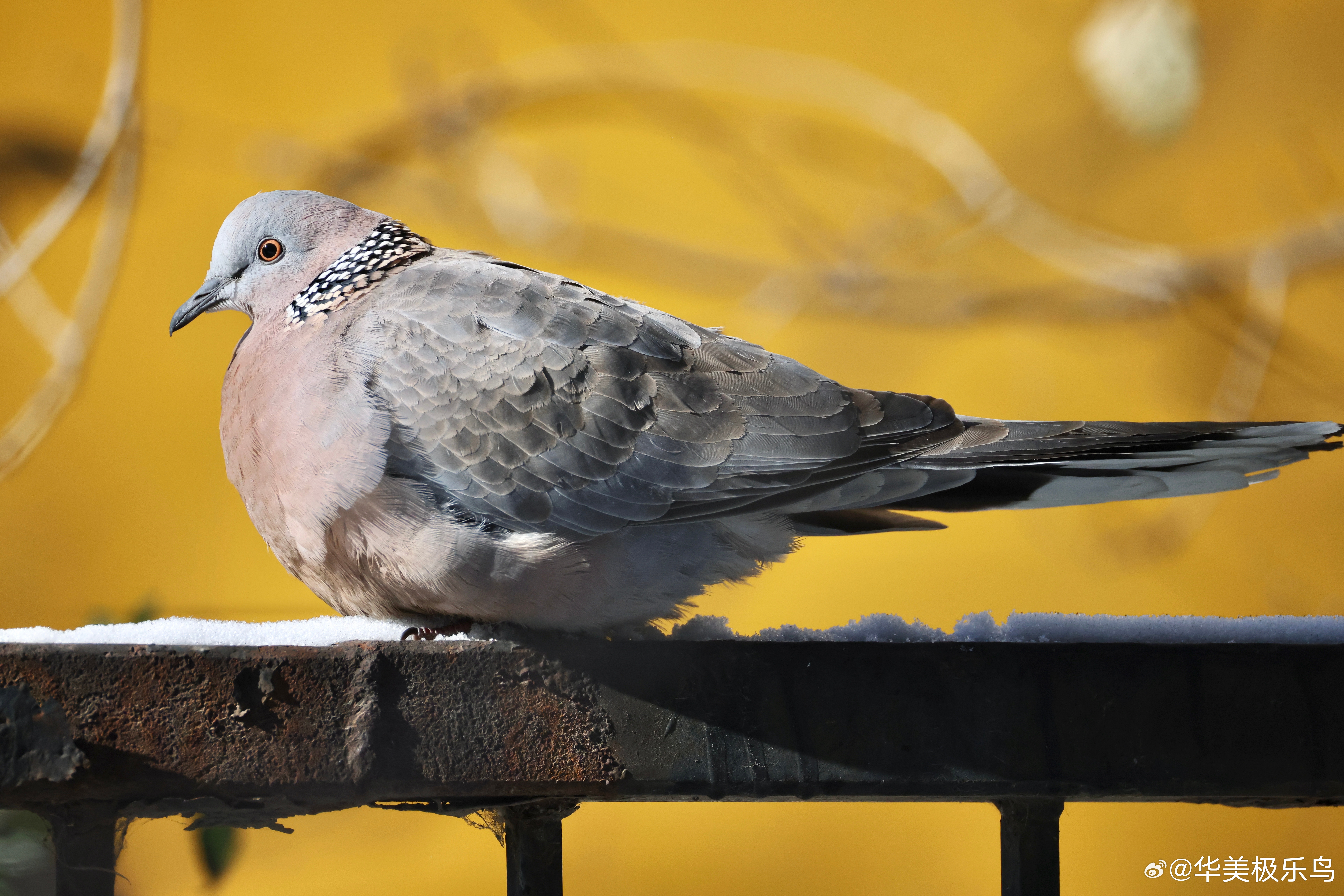 #鸟粉投稿# 肥嘟嘟的珠颈斑鸠 ​​​