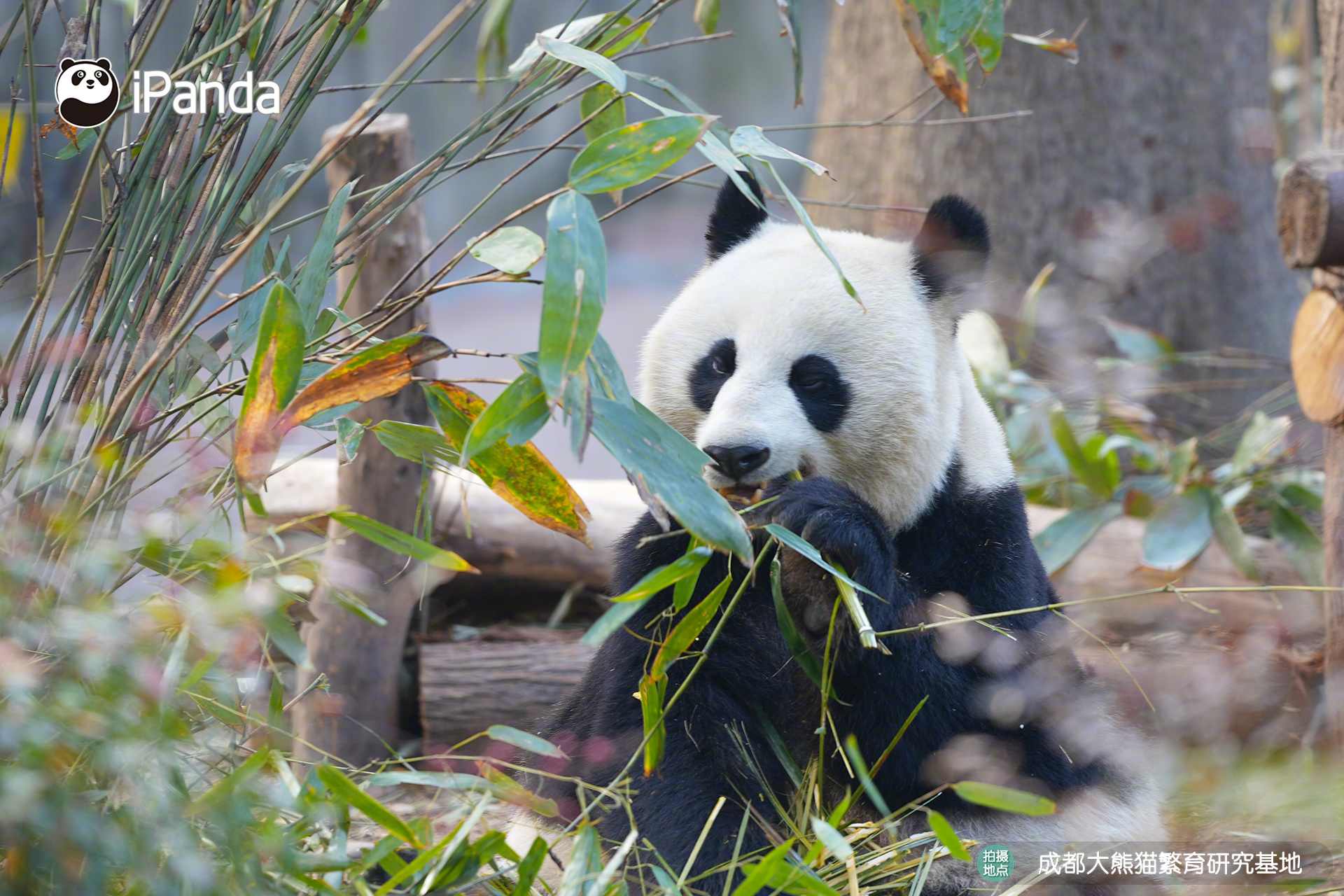 【大熊猫的治愈从早安开始🌟】🐼发言熊：大熊猫“昭美”名熊名言：温柔半两，从容