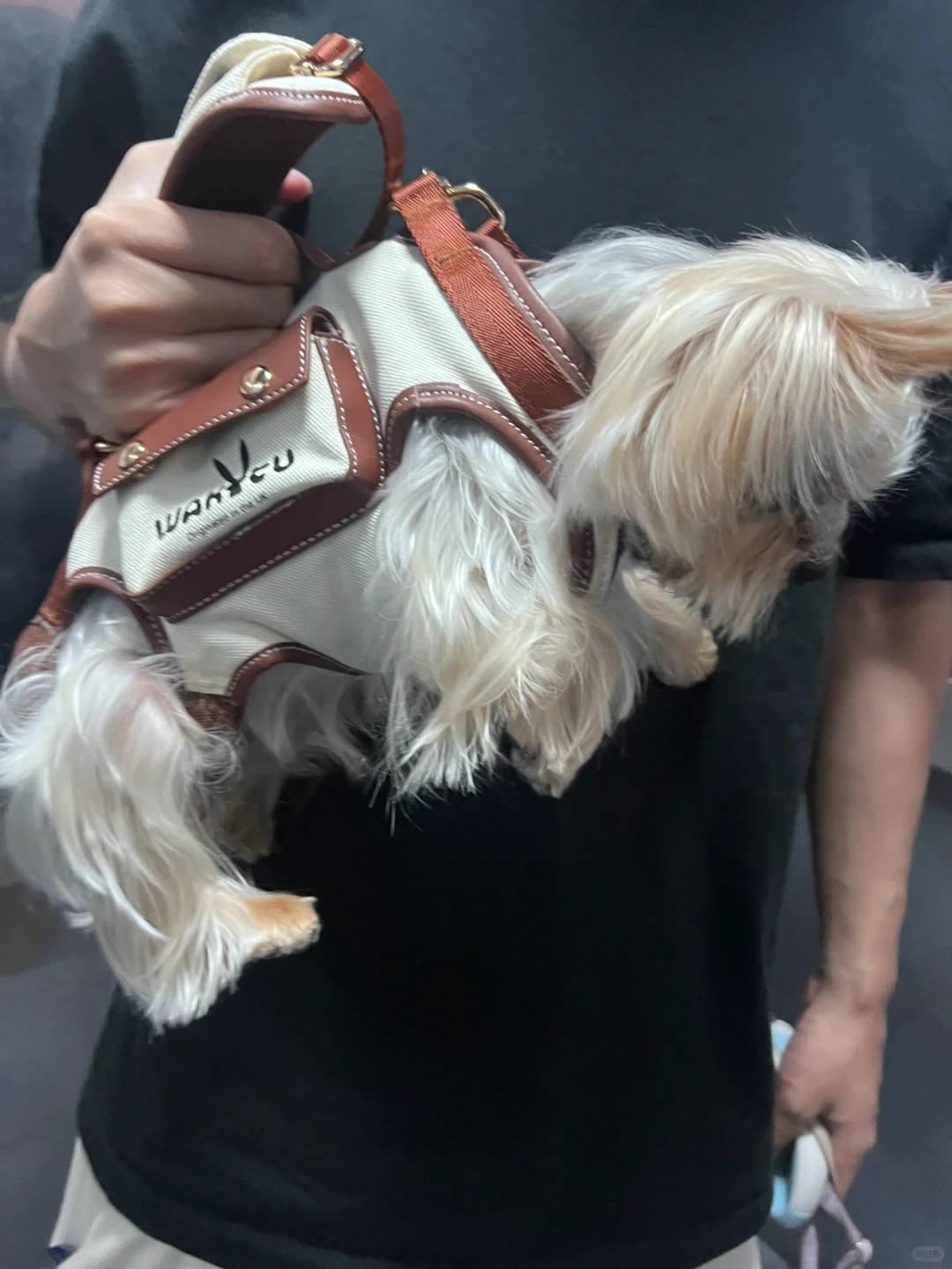 小狗：请问一下我是被绑架了吗❓