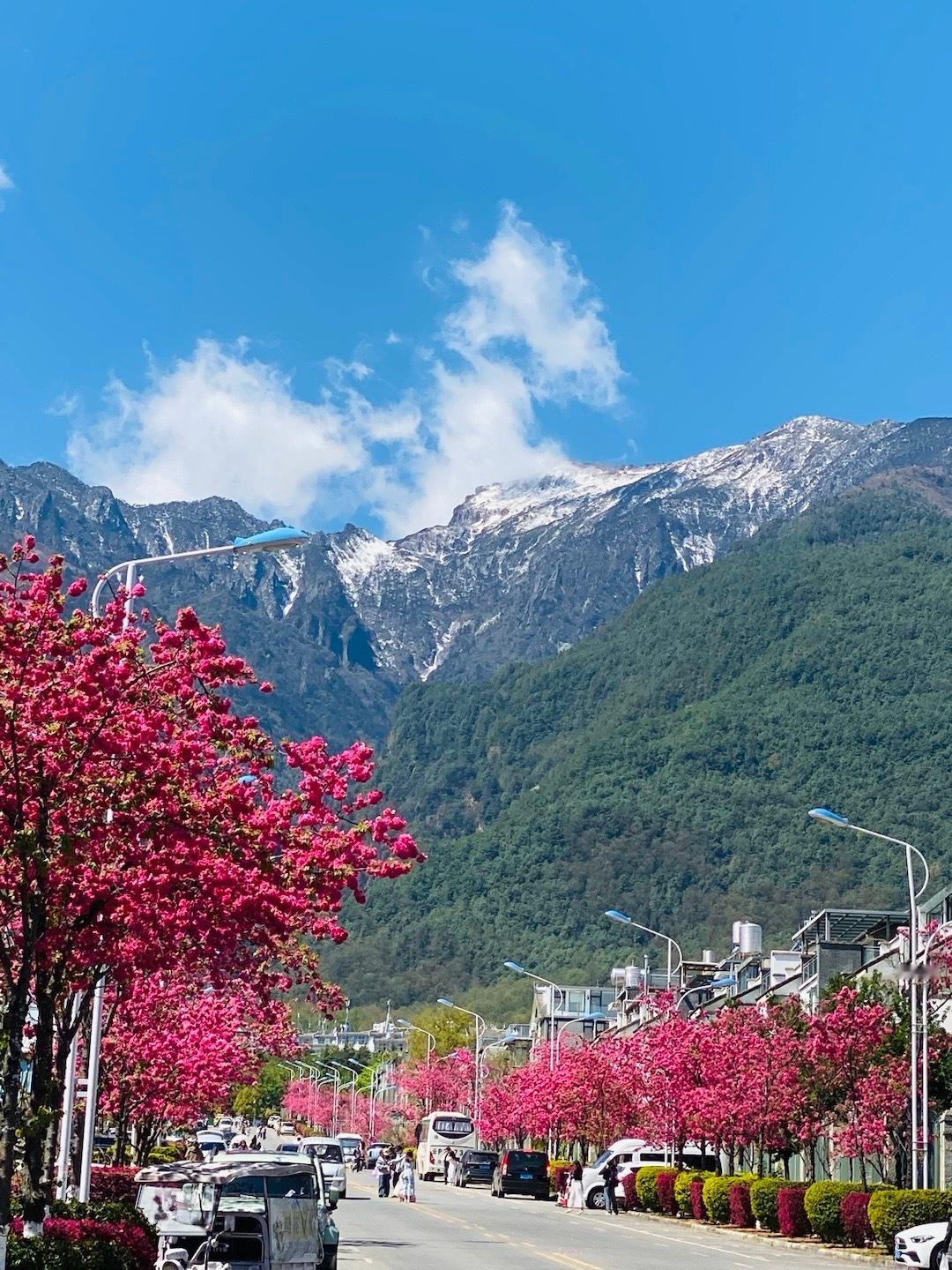 #旅行[超话]# 春雨楼头尺八箫，何时归看浙江潮。芒鞋破钵无人识，踏过樱花第几桥