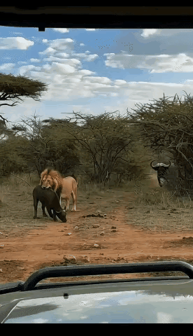 狮子正打算“开饭”，谁料牛妈妈风风火火杀过来，那气势就像自带BGM。只见大水牛对
