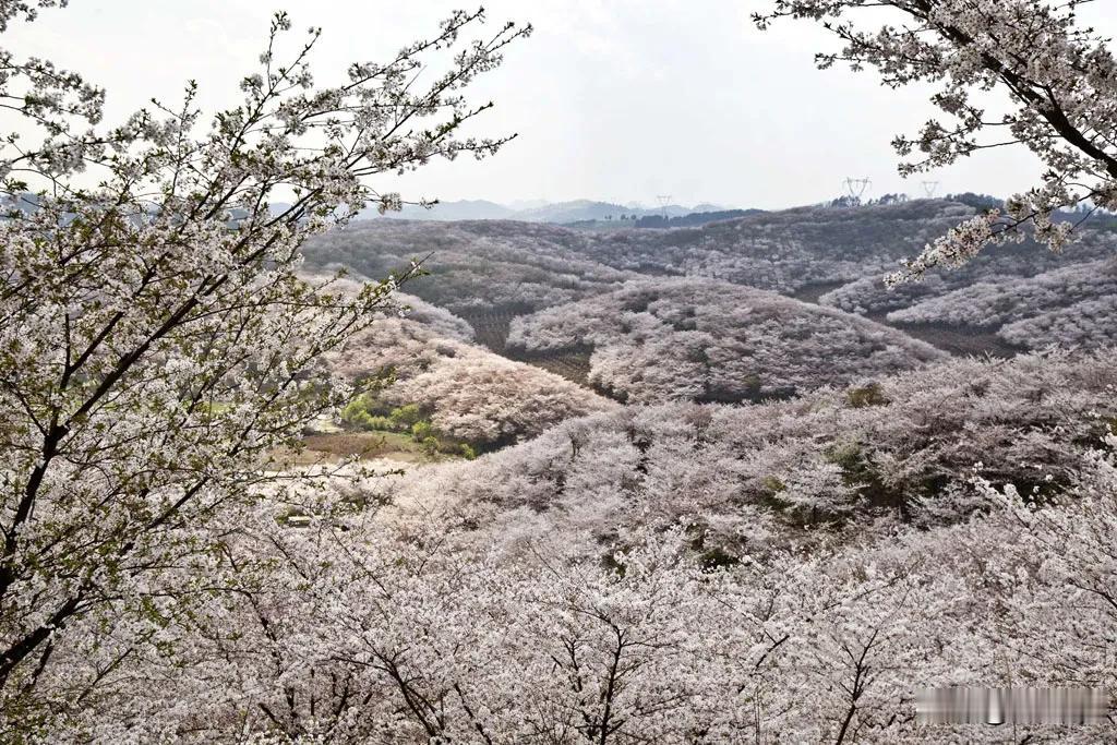 贵州安顺黄腊乡的万亩樱花园正进入盛开期，这片花海从2012年开始形成，到现在已经