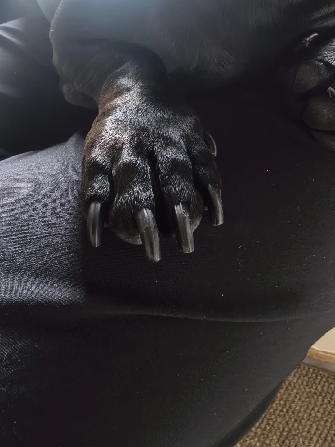 看爪子猜品种