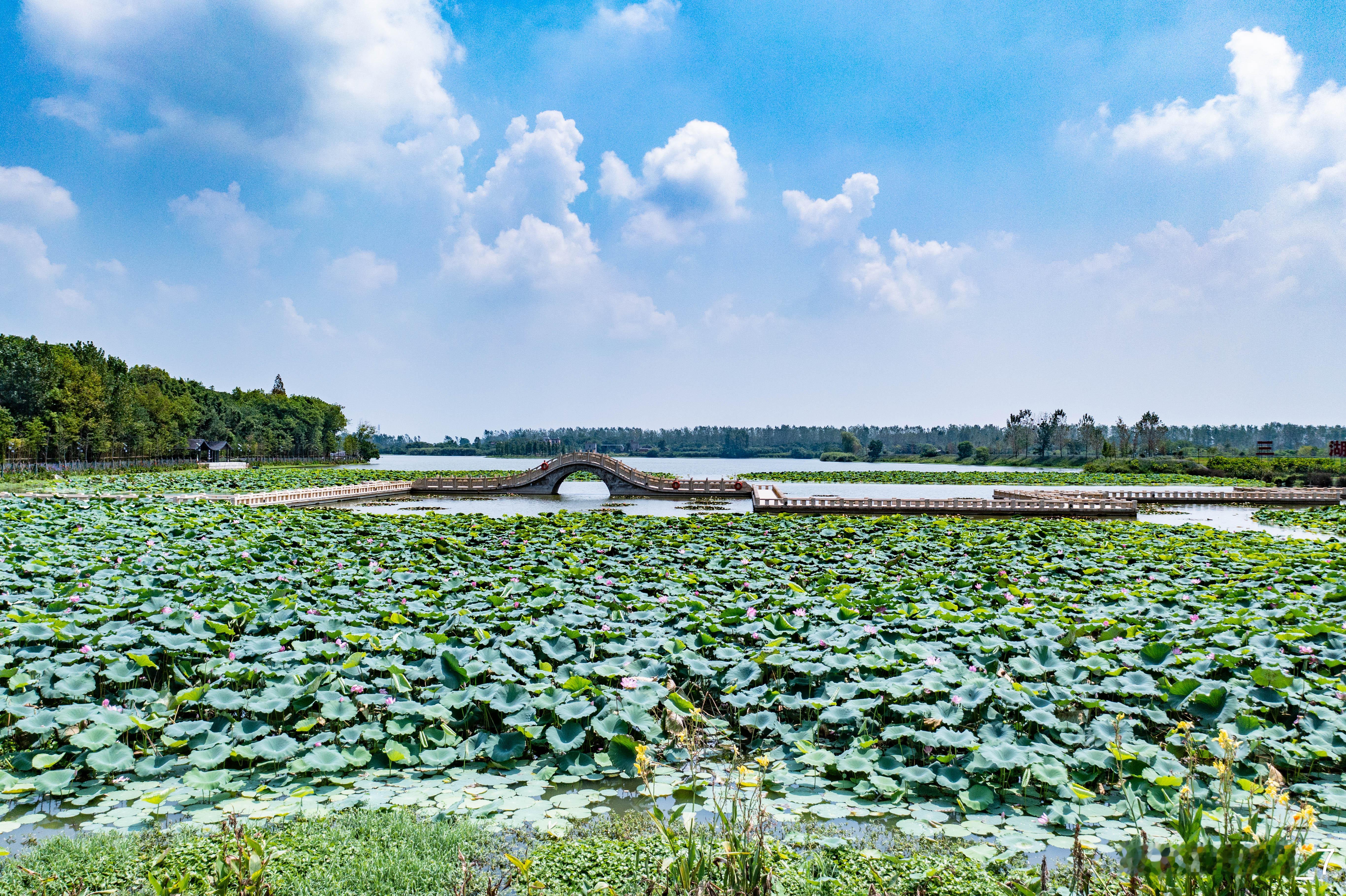 #在城市漫游# 在芜湖弋江区，有一座美丽的湿地公园，这里生态美景与城市共存，是“