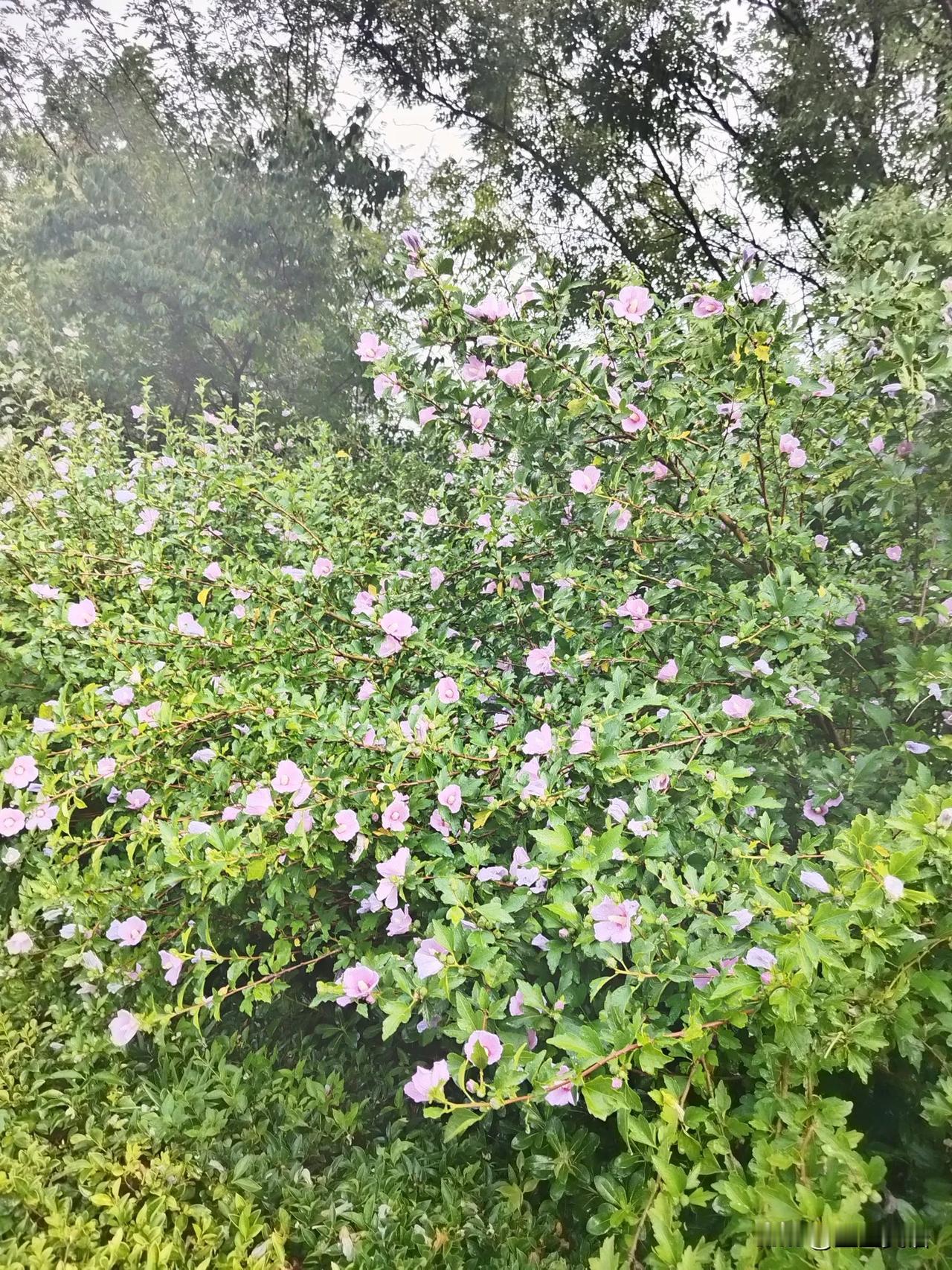这花花草草的，趁着热乎劲儿，猛长啊！其实，人也是这样，干什么都要趁着时机，错过只