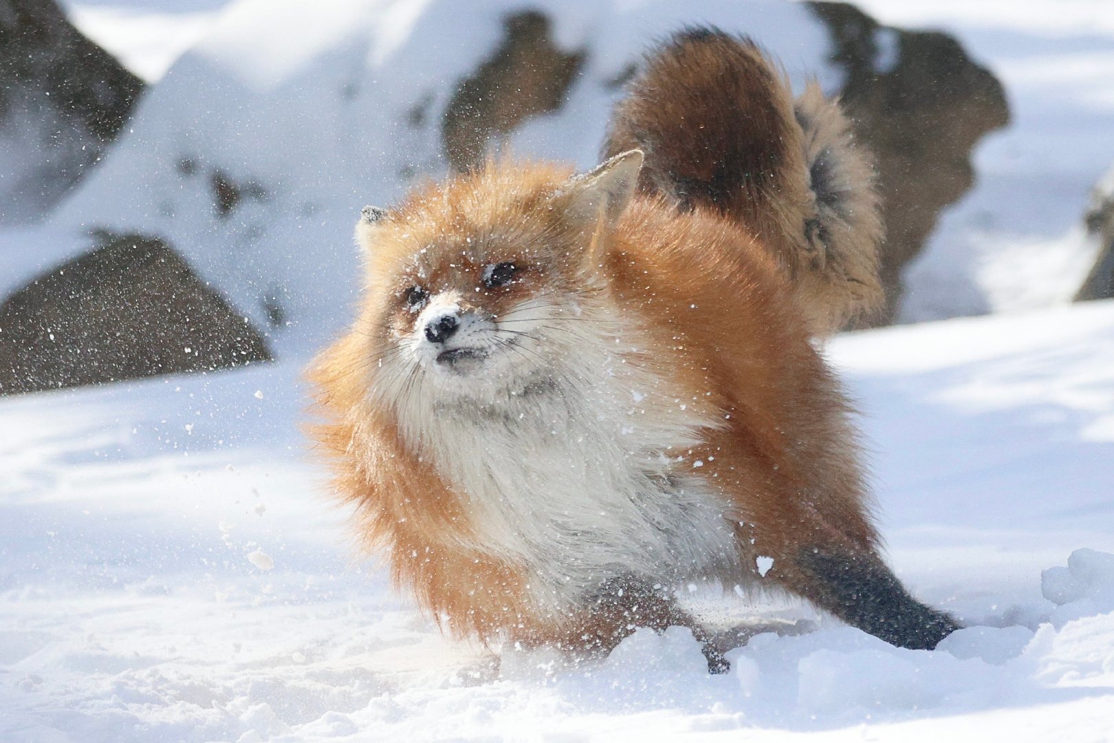 狐狐快速奔袭©️ttt_zegu952 