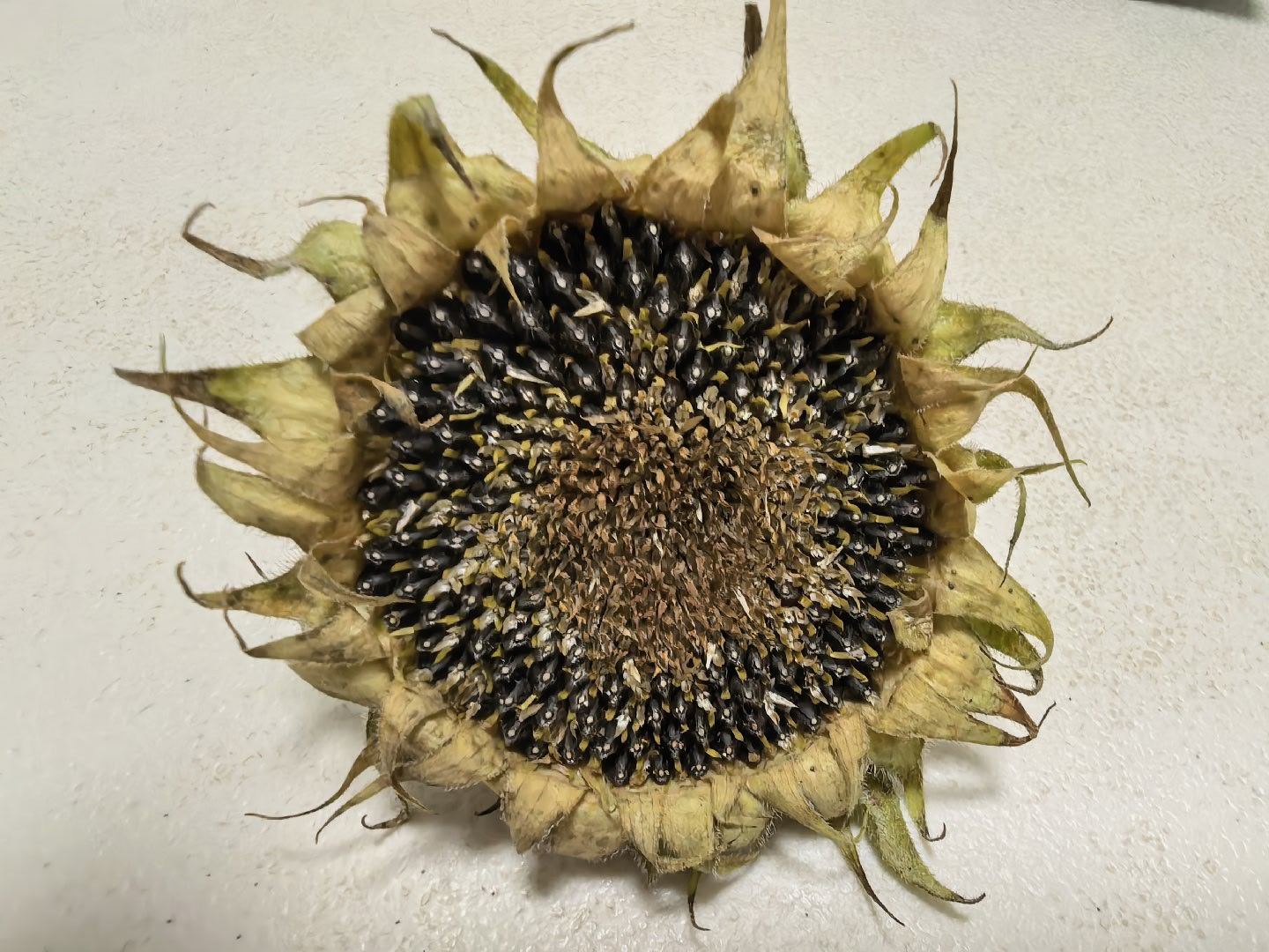 钟汉良  收获瓜子🌻🌻🌻 