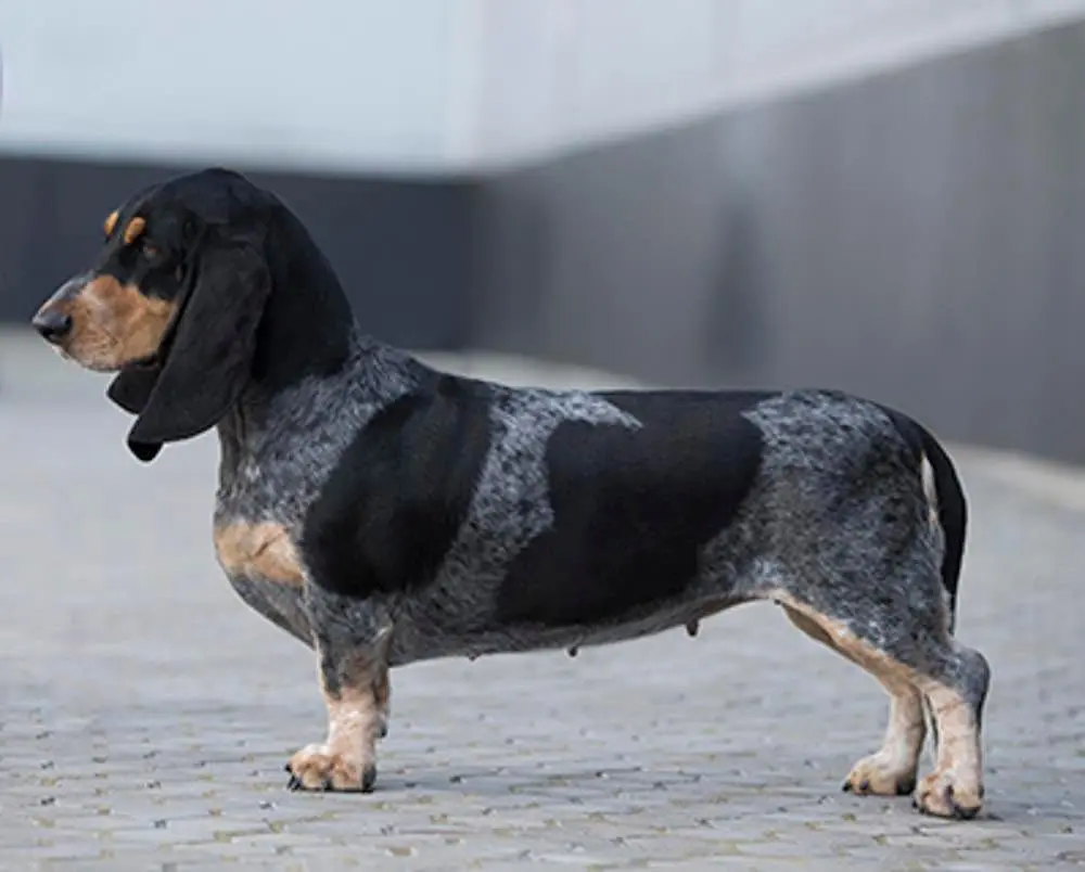加斯科捏体型最大的蓝色猎犬“Basset”😂🤣巴塞特猎犬