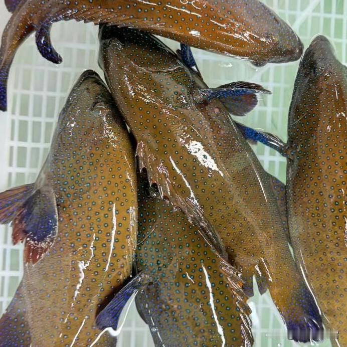 晒晒你们的海鲜