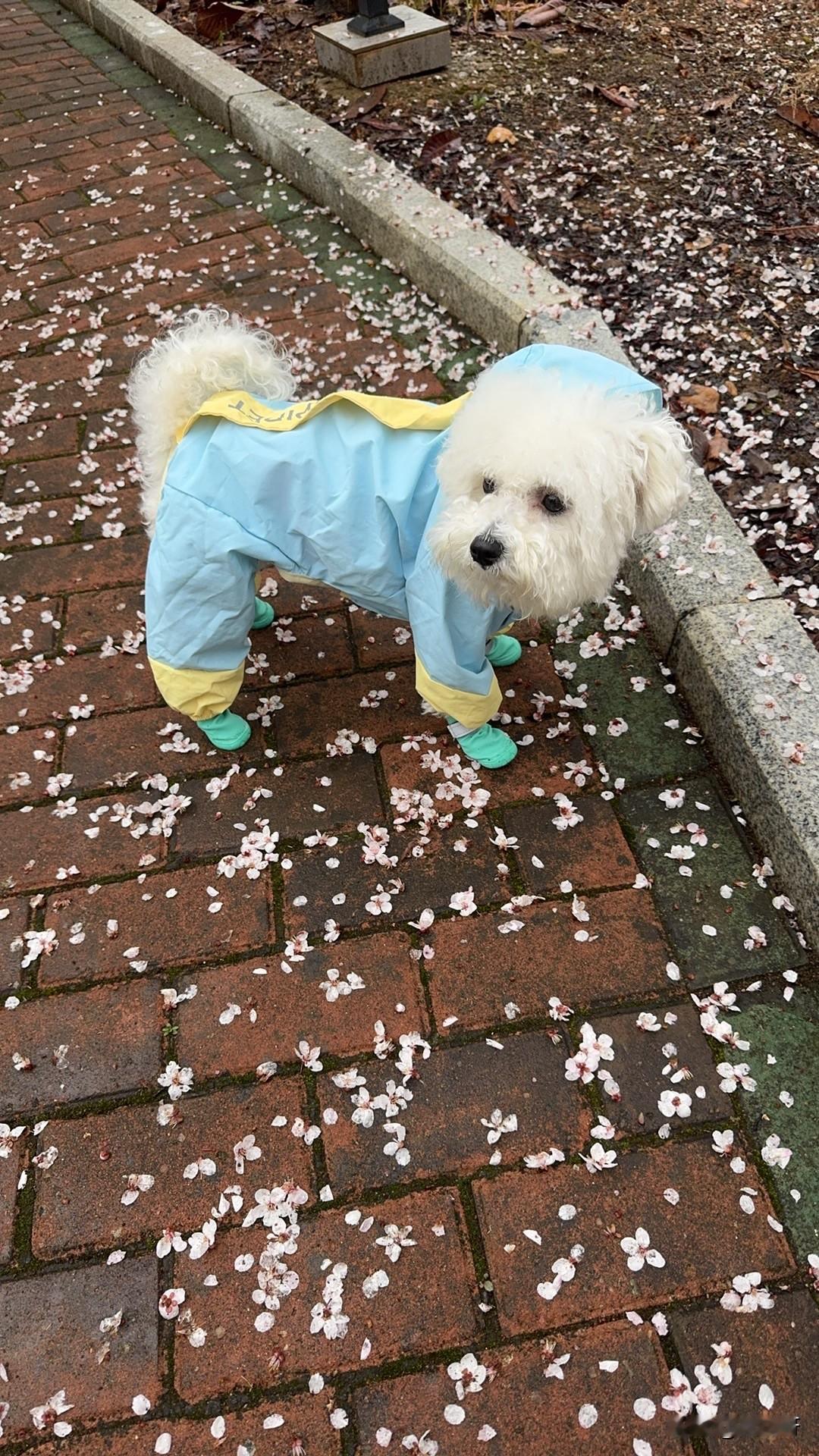 我家小比熊就喜欢出去玩，这不这几天，天天下雨，都成连雨天了，在家唧唧歪歪的要出来