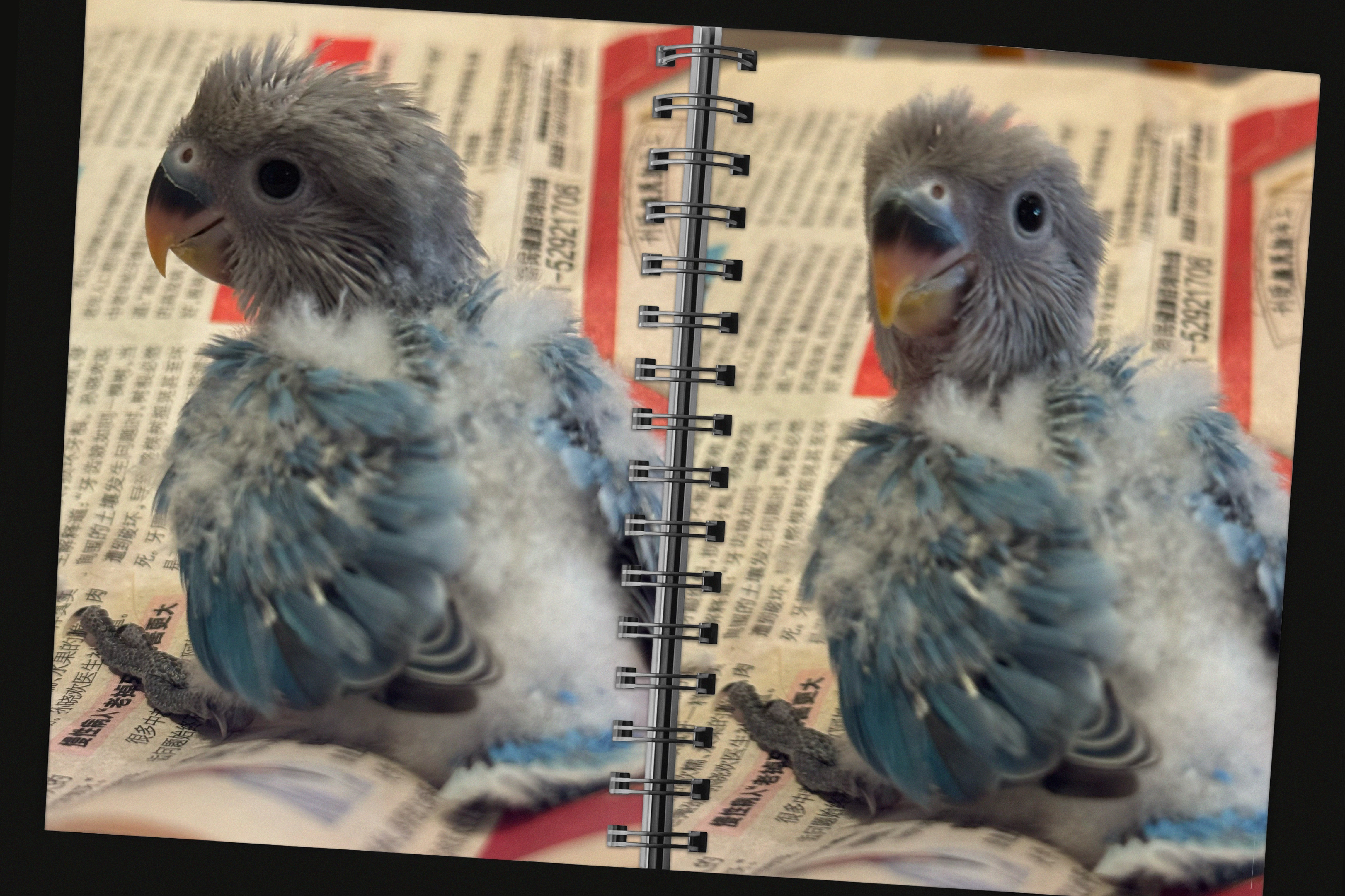 最后一天鸟妈回来就拜拜咯 