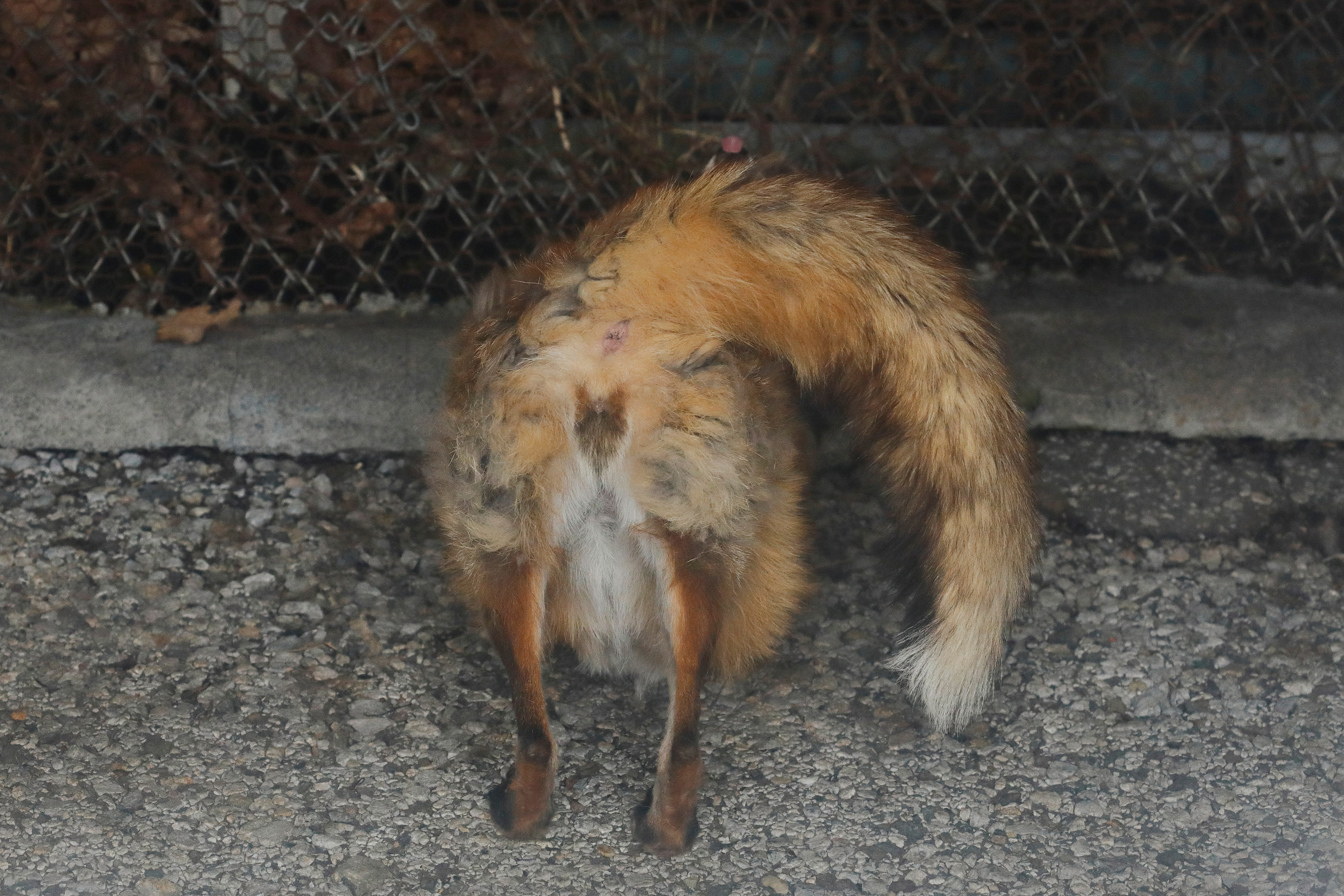 狐狸 前几天注意到的事  狐狸的屁股里有狐狸🦊  ©️copy_photos 